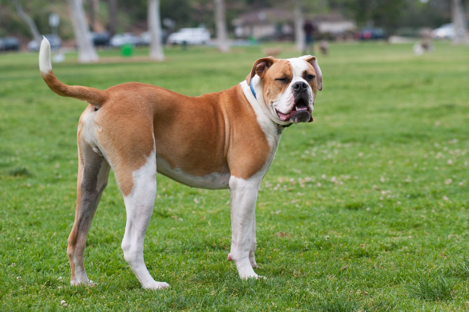 Top 15 Most Aggressive Dogs Breed in the World 2020 Fabulaes
