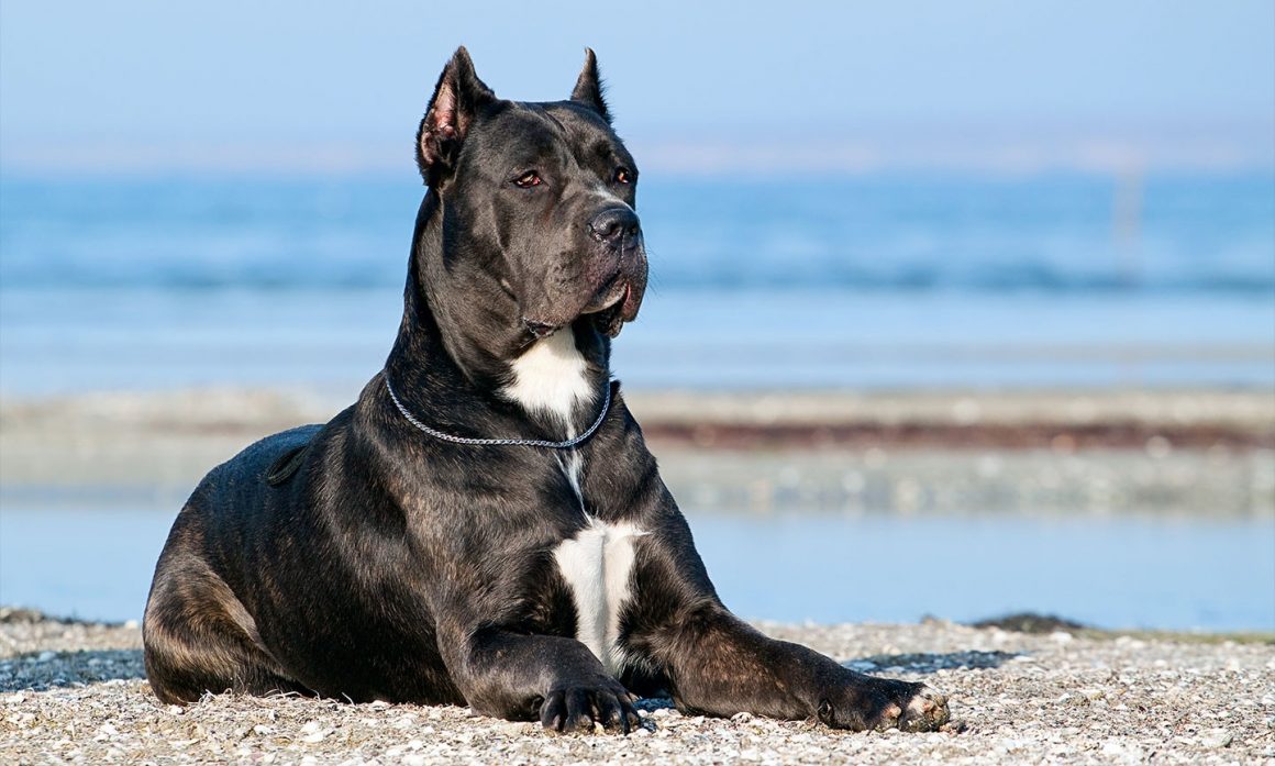 Top 15 Most Aggressive Dogs Breed in the World 2020 Fabulaes