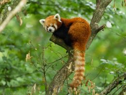 Redpanda Raises Series B Funding