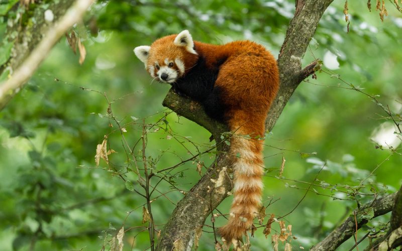Redpanda Raises Series B Funding