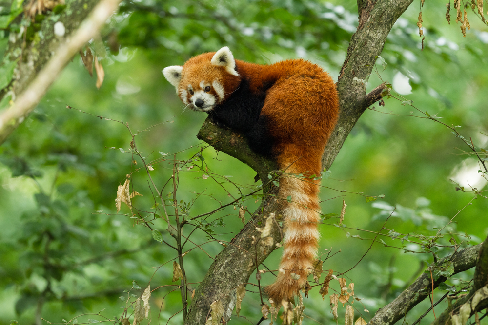 Redpanda Raises Series B Funding