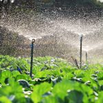 Sprinkler Irrigation And Its Uses