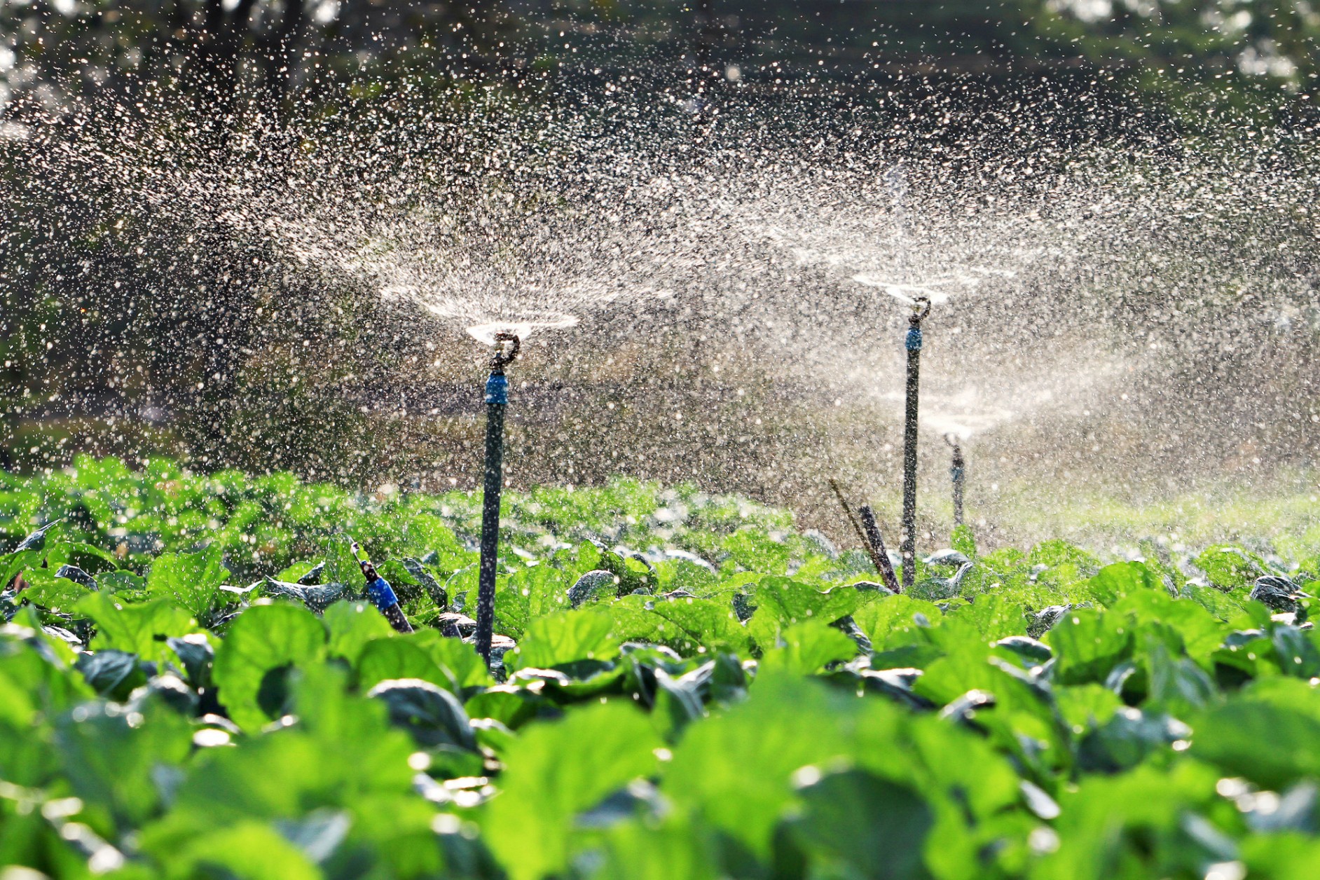 Sprinkler Irrigation And Its Uses