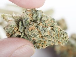 The Ultimate Guide to THCA Flower - Everything You Need to Know