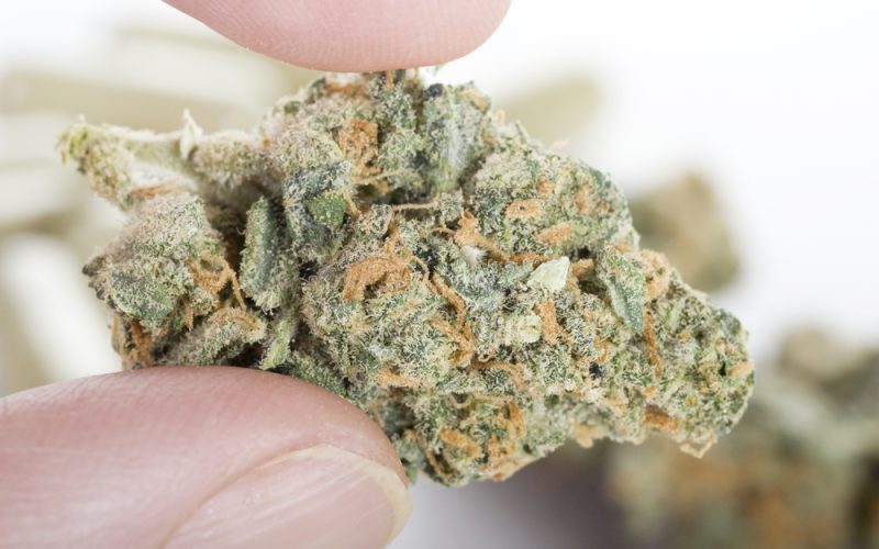 The Ultimate Guide to THCA Flower - Everything You Need to Know