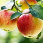 Apples