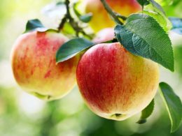 Apples