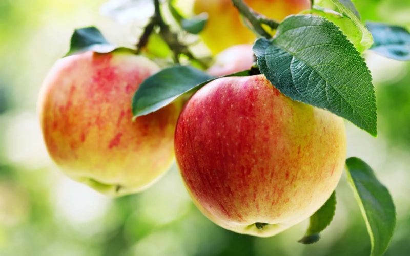 Apples