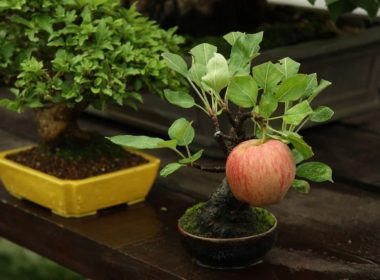 Bonsai Apple Tree