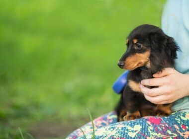Charming Miniature Dachshund Puppies for Sale