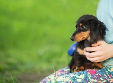 Charming Miniature Dachshund Puppies for Sale