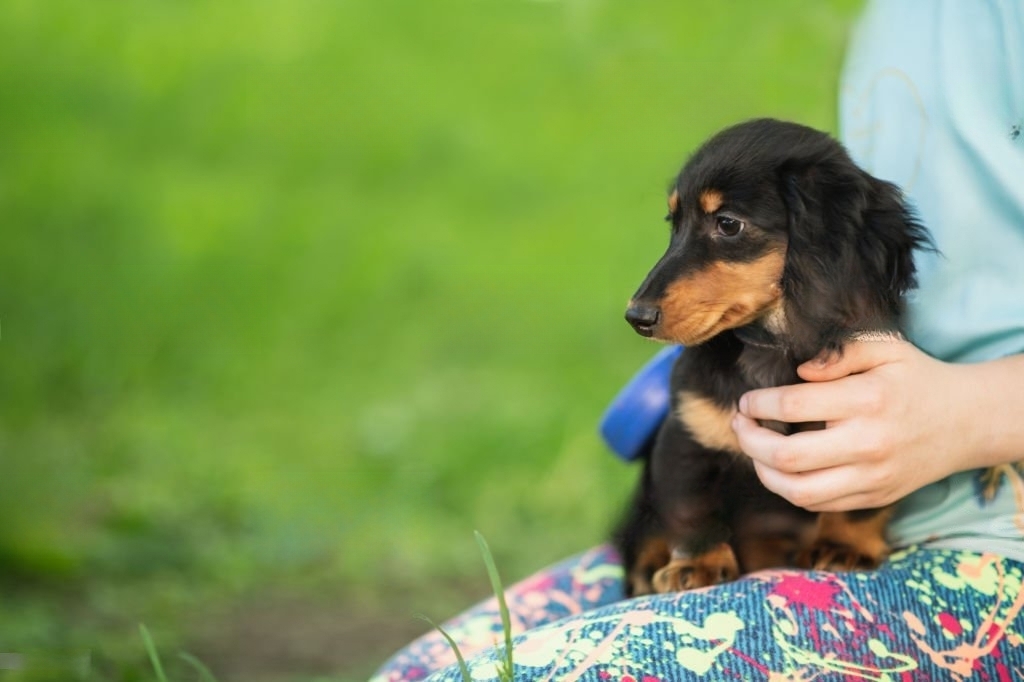 Charming Miniature Dachshund Puppies for Sale