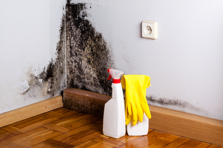 Mold Remediation Services