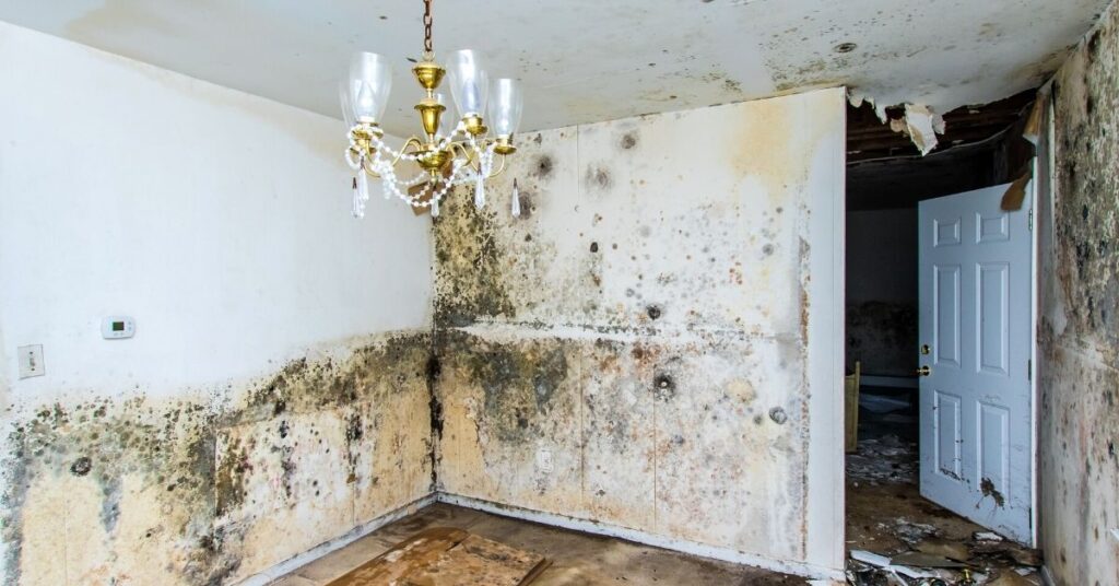 Mold Remediation Services