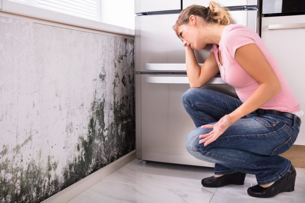 Mold Remediation Services