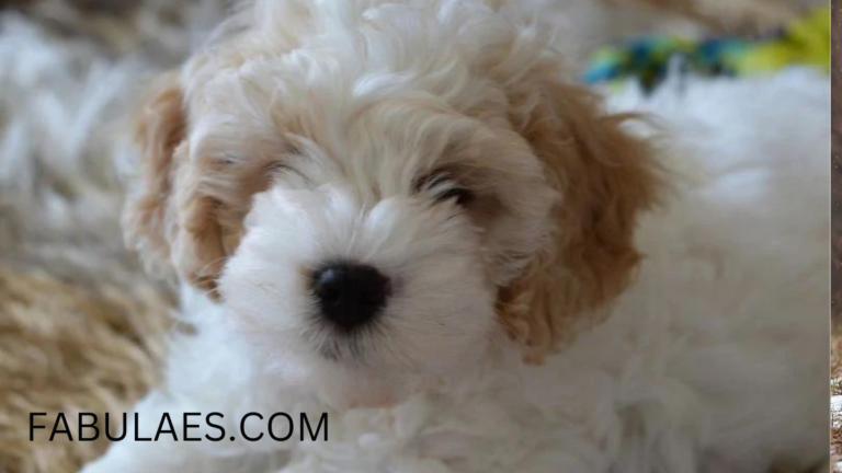 Cavapoochon: Exploring the Adorable Hybrid Breed